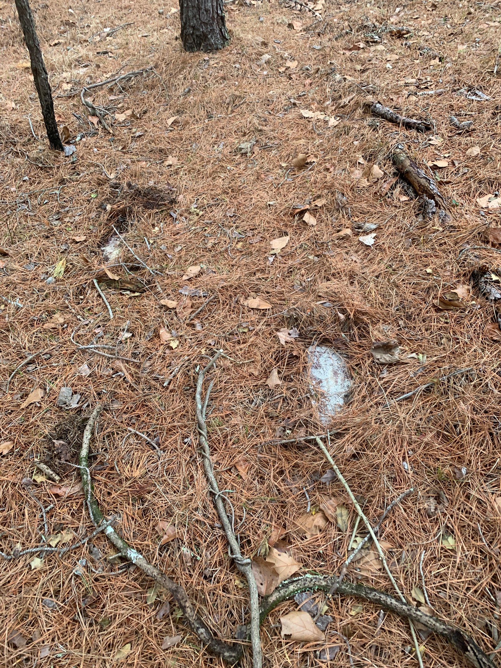 Troll footprints.